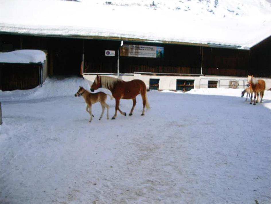 Merryshof Villa Sankt Ulrich am Pillersee